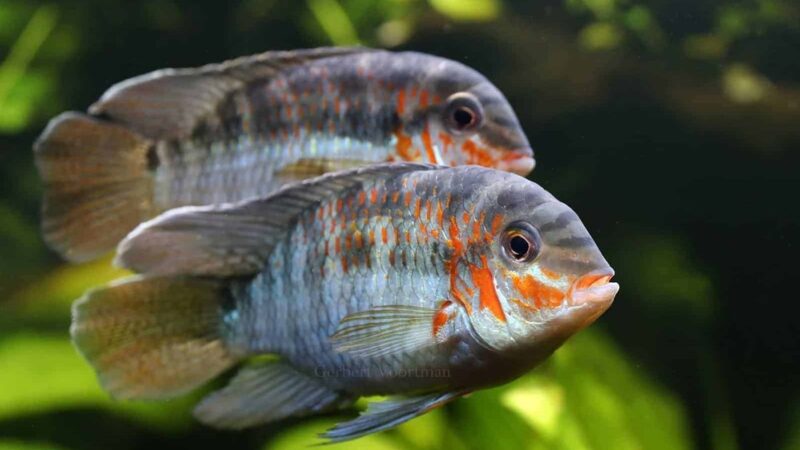 Ciclídeo de Bochecha Vermelha (Krobia xinguensis)