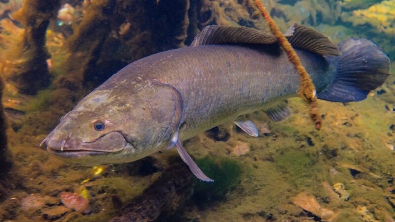 Amia, Bowfin (Amia calva)