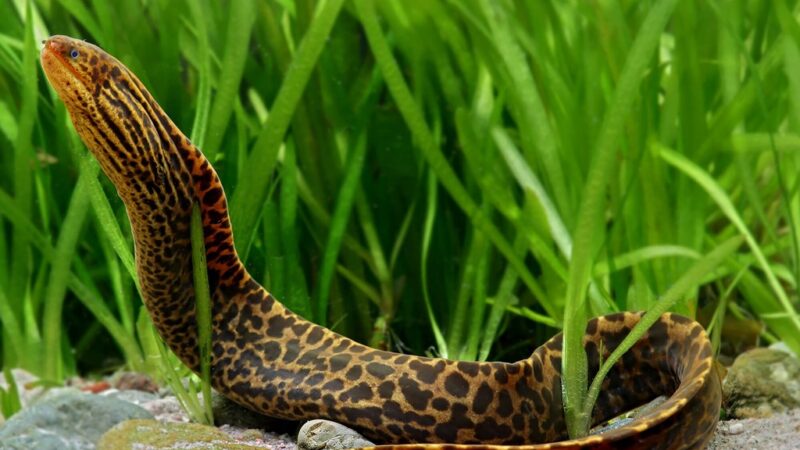 Moreia de água doce (Gymnothorax polyuranodon)