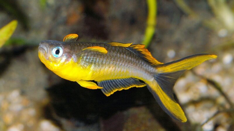 Peixe Arco-íris Furcatus (Pseudomugil furcatus)