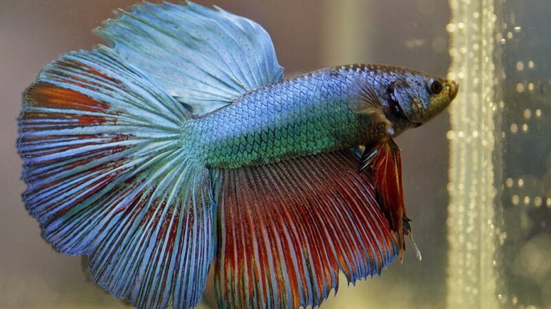 Peixe Betta (Betta splendens)