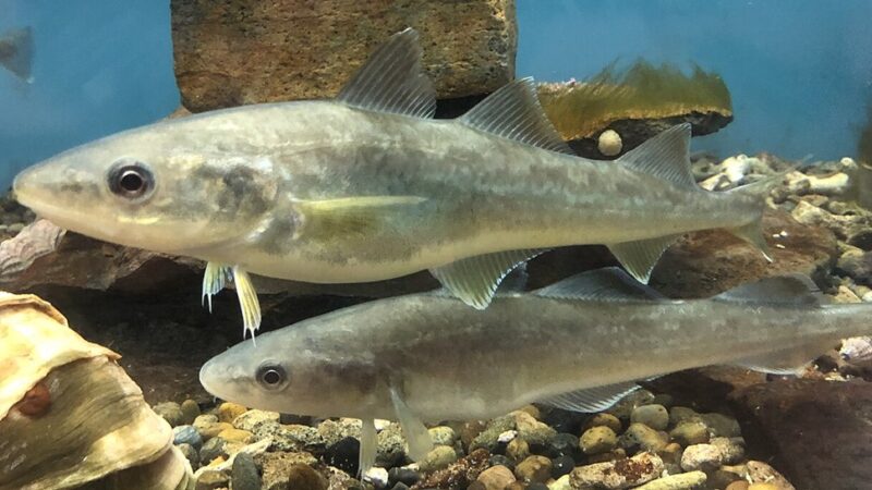 Bacalhau do Norte (Eleginus gracilis)