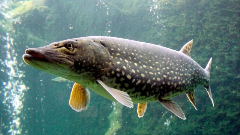 Peixe Lucio (Esox lucius)