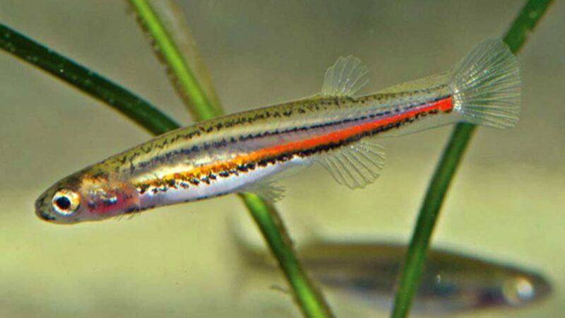 Galaxias Anã (Galaxiella pusilla)