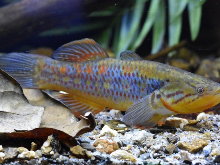 Snakehead gudgeon (Giuris margaritaceus)