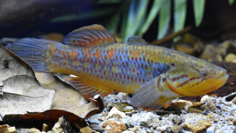 Snakehead gudgeon (Giuris margaritaceus)