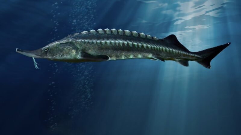 Esturjão Beluga (Huso huso)