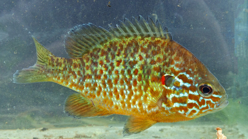 Peixe Sol (Lepomis gibbosus)