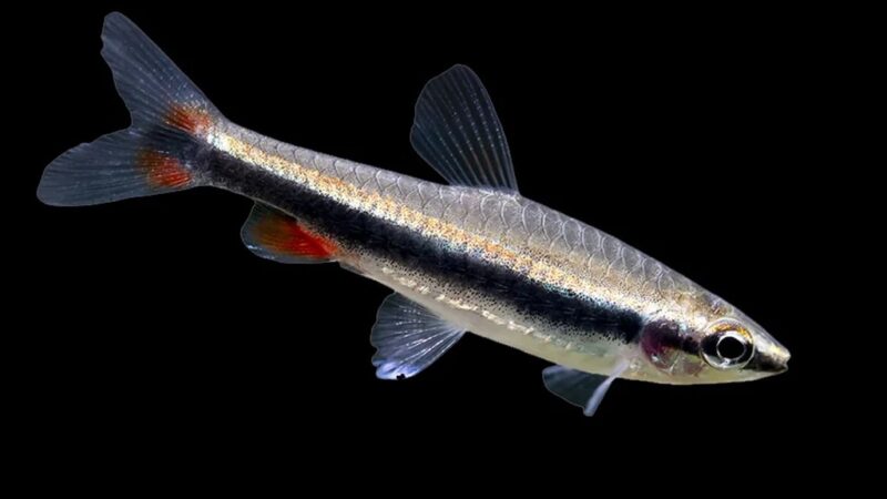 Peixe Lápis Dourado (Nannostomus beckfordi)