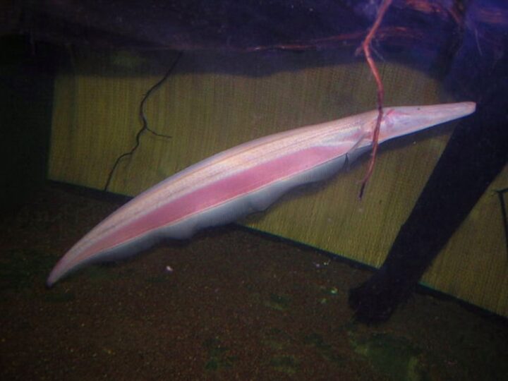 Sarapó Tamanduá (Orthosternarchus tamandua)
