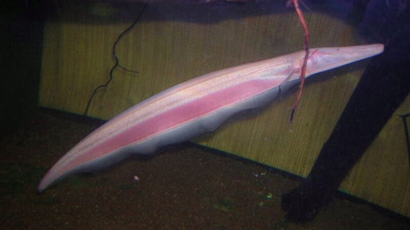 Sarapó Tamanduá (Orthosternarchus tamandua)