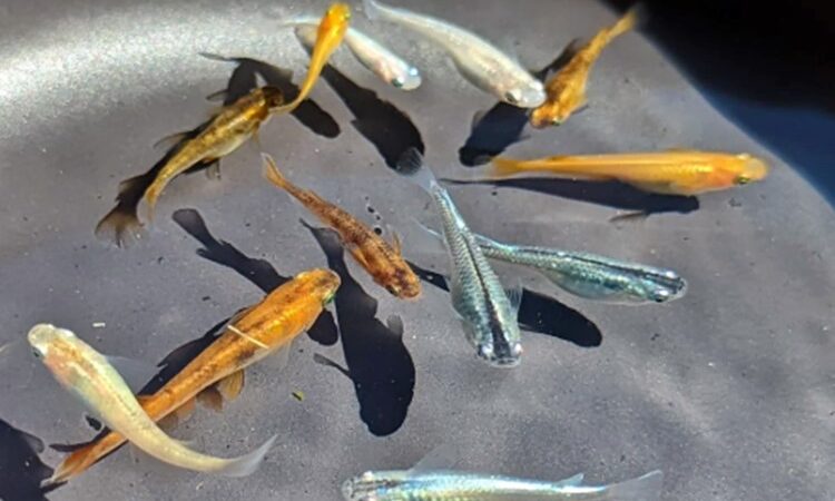 Medaka Peixe Arroz Japonês (Oryzias latipes)