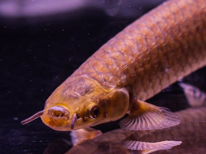 Peixe da Lama Africano (Phractolaemus ansorgii)