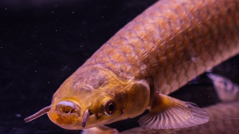 Peixe da Lama Africano (Phractolaemus ansorgii)