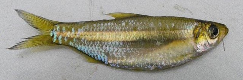 Sardinha (Platanichthys platana)