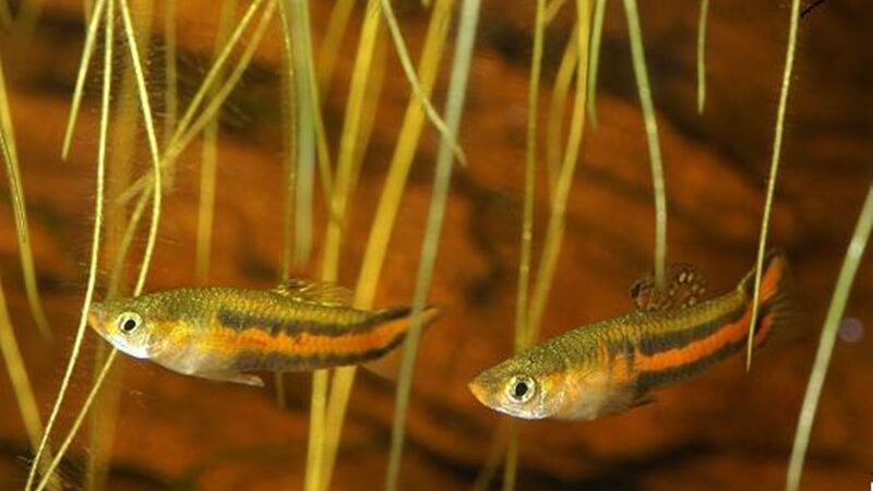 Guaru do Pará (Poecilia parae)
