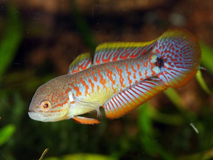Goby Pavão (Tateurndina ocellicauda)