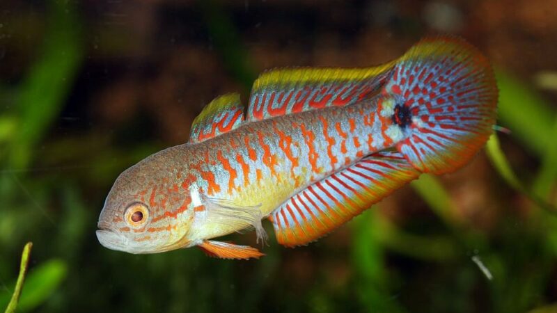 Goby Pavão (Tateurndina ocellicauda)