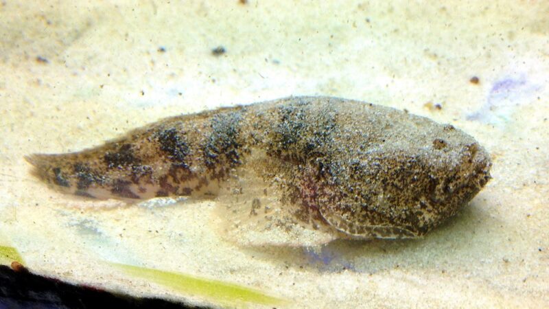 Peixe Sapo Amazônico (Thalassophryne amazonica)