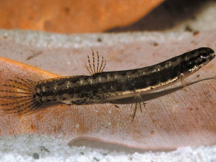 Peixe Salamandra (Lepidogalaxias salamandroides)