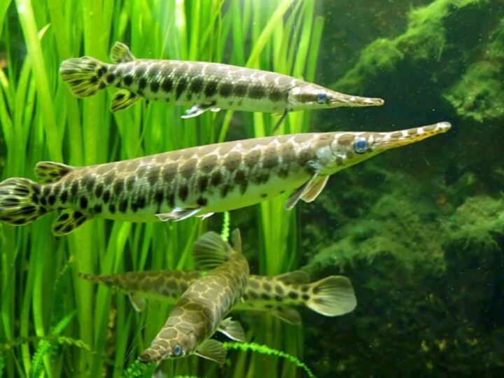 Gar da Flórida (Lepisosteus platyrhincus)