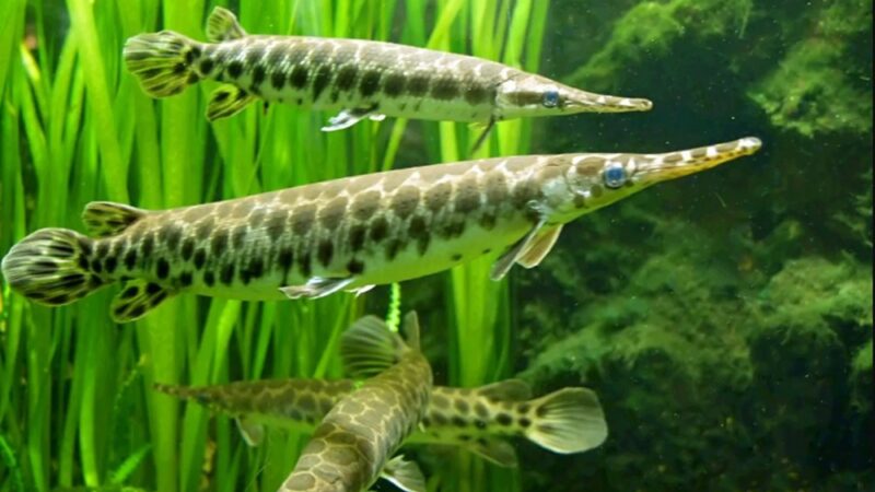 Gar da Flórida (Lepisosteus platyrhincus)